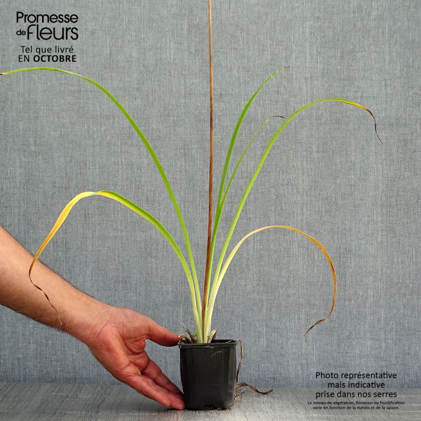 Amostra de Hemerocallis Shooting Star Vaso de 8/9 cm tal como entregue no outono