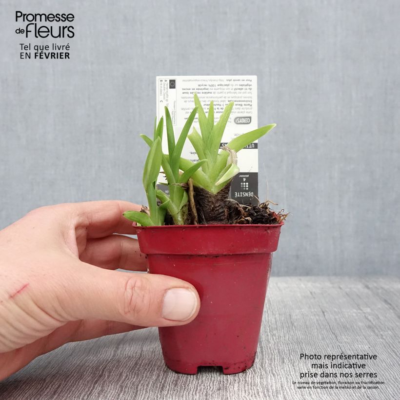 Amostra de Hémérocalle Siloam Double Classic Vaso de 8/9 cm tal como entregue no inverno