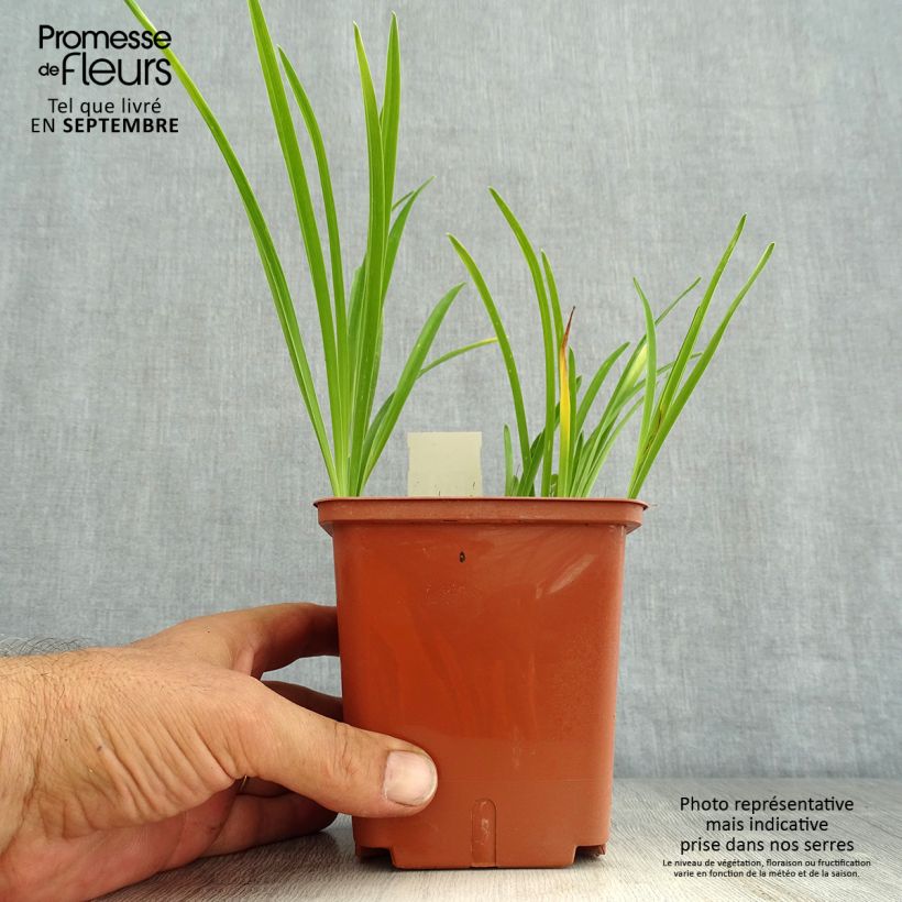 Amostra de Hemerocallis Siloam Double Classic Vaso de 1 L/1,5 L tal como entregue no verão