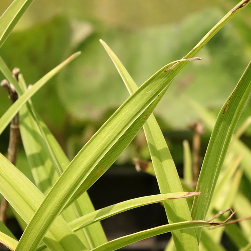 Hemerocallis Siloam Double Classic (Folhagem)