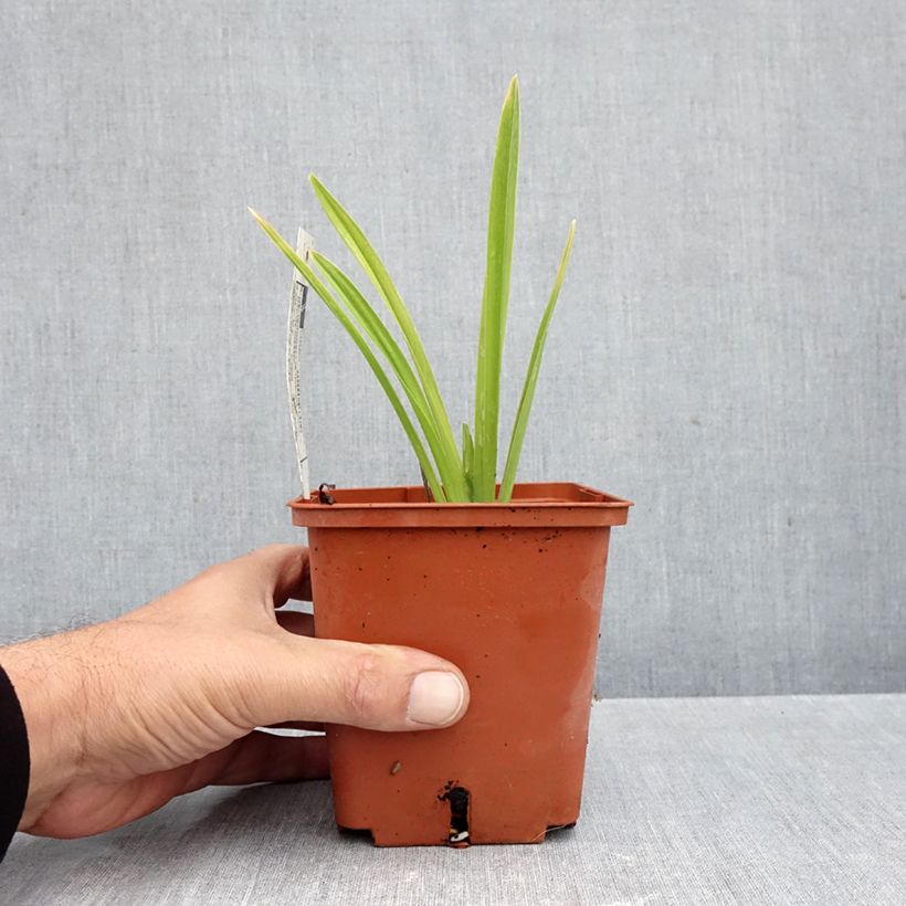 Amostra de Hemerocallis Siloam Double Classic Vaso de 1 L/1,5 L tal como entregue no outono