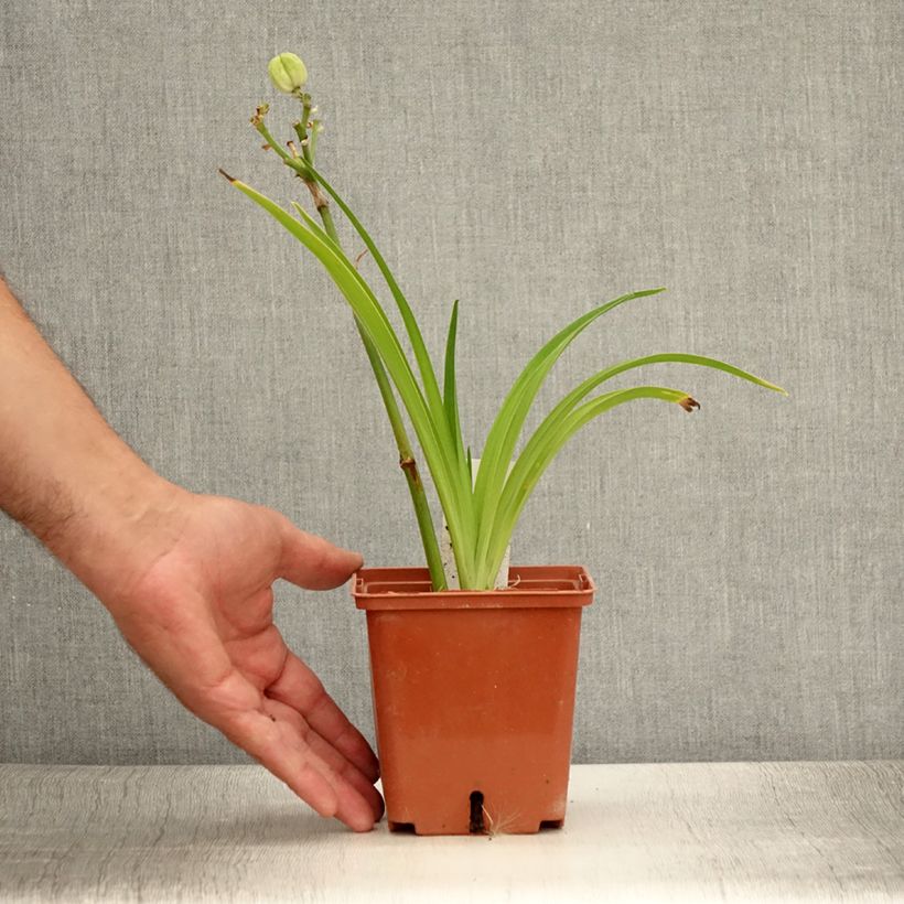 Amostra de Hemerocallis Siloam Ribbon Candy Vaso de 1 L/1,5 L tal como entregue no verão