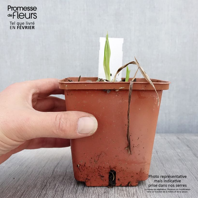 Amostra de Hémérocalle Siloam Ribbon Candy - Lis d'un jour rose pourpré tendre et lie de vin. Vaso de 1 L/1,5 L tal como entregue no inverno