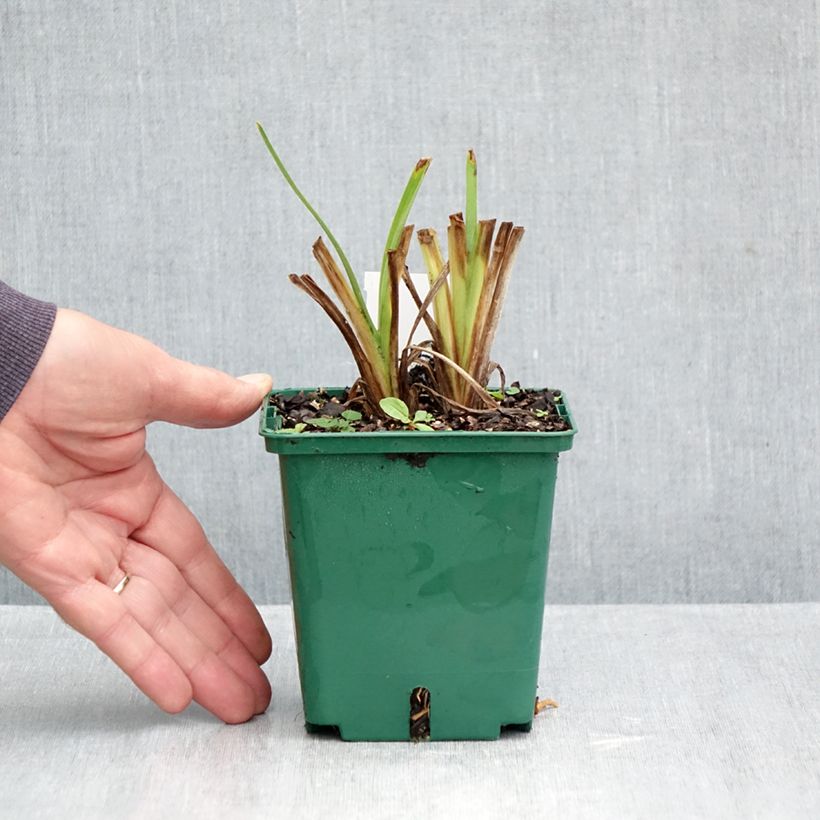 Amostra de Hemerocallis Siloam Virginia Henson Vaso de 1 L/1,5 L tal como entregue no outono