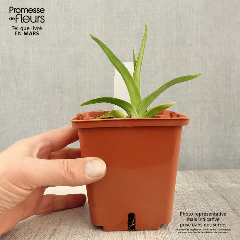 Amostra de Hemerocallis Siloam Virginia Henson Vaso de 1 L/1,5 L tal como entregue na primavera