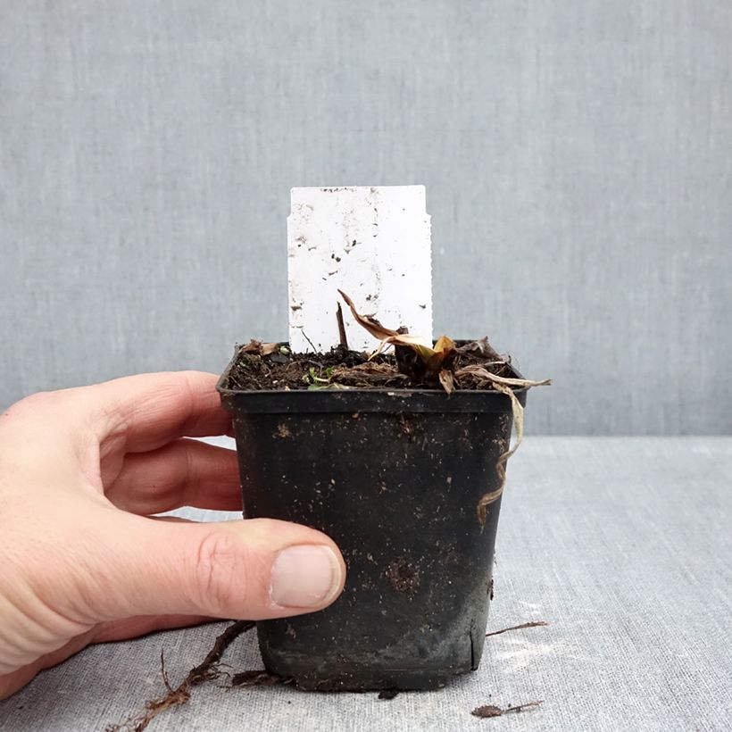 Amostra de Hemerocallis Snowy Eyes Vaso de 8/9 cm tal como entregue no inverno