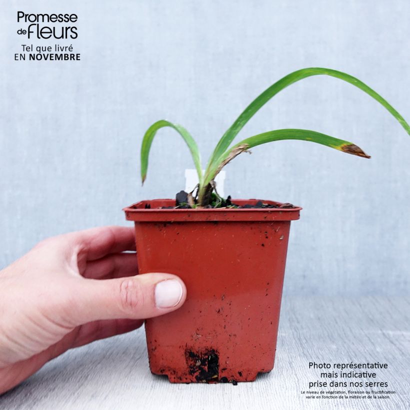 Amostra de Hemerocallis Snowy Eyes Vaso de 1 L/1,5 L tal como entregue no outono