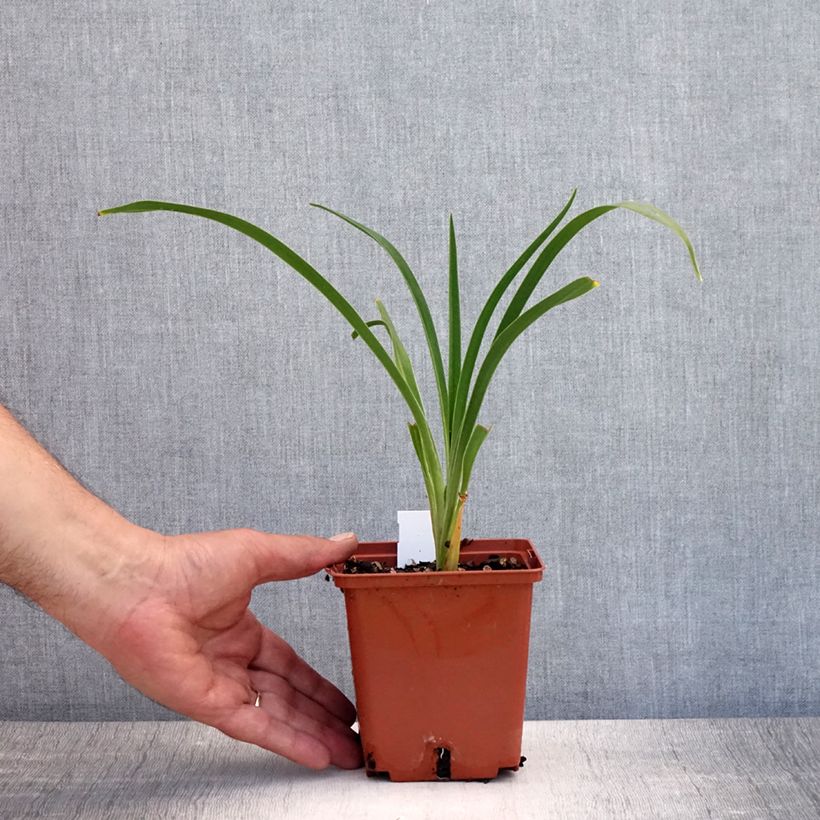 Amostra de Hemerocallis Snowy Eyes Vaso de 1 L/1,5 L tal como entregue no verão