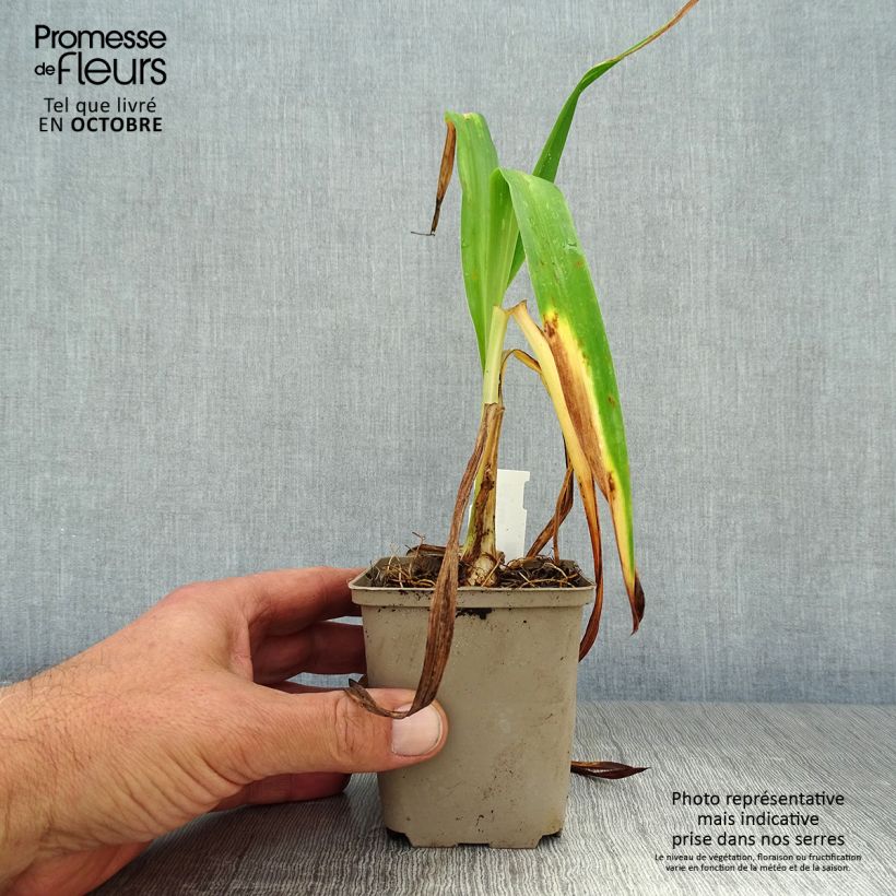 Amostra de Hemerocallis South Seas Vaso de 8/9 cm tal como entregue no outono