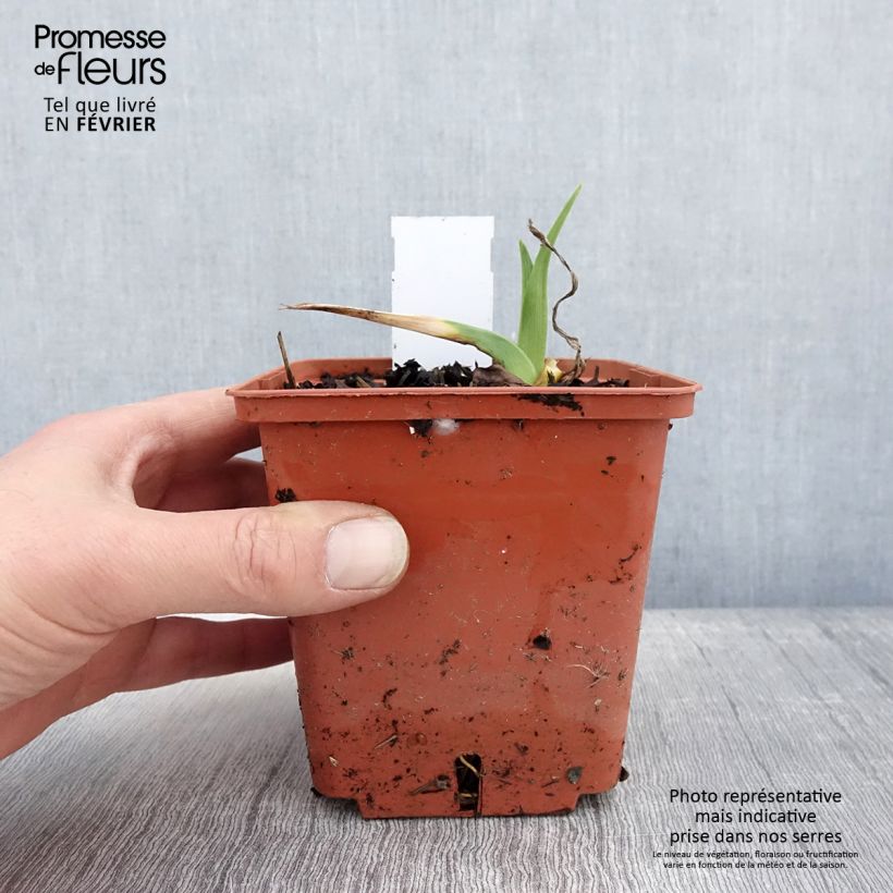 Amostra de Hémérocalle Startle - Lis d'un jour Vaso de 1 L/1,5 L tal como entregue no inverno