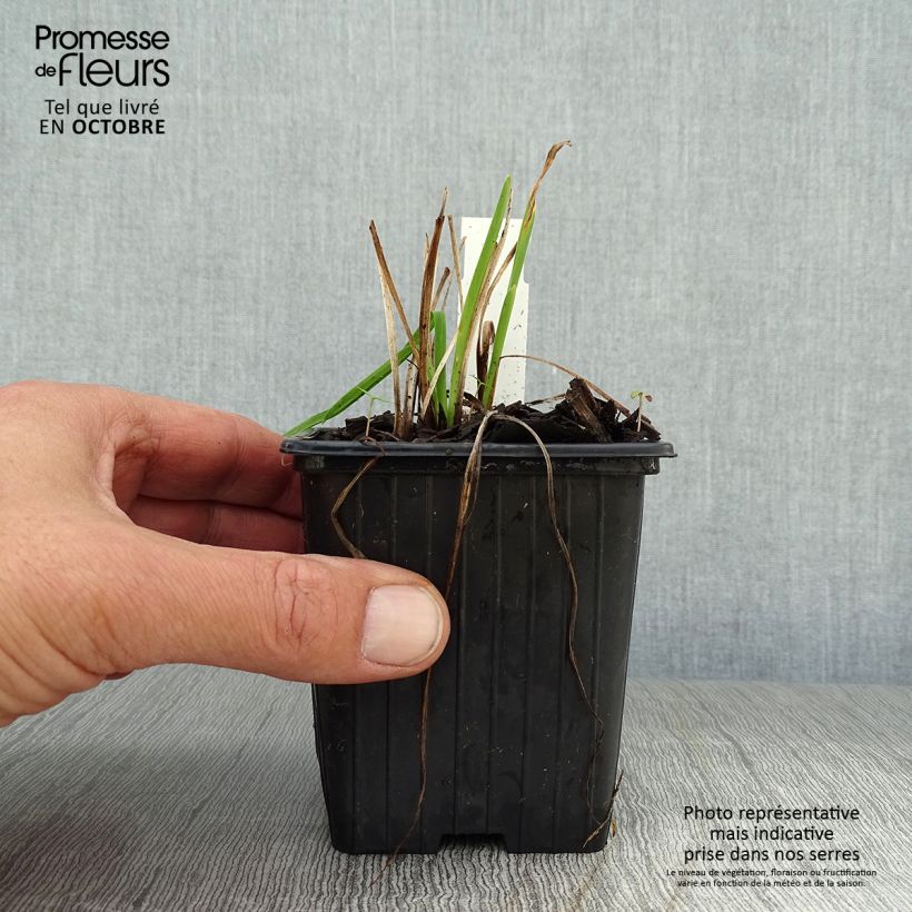 Amostra de Hemerocallis Stella de Oro Vaso de 8/9 cm tal como entregue no outono