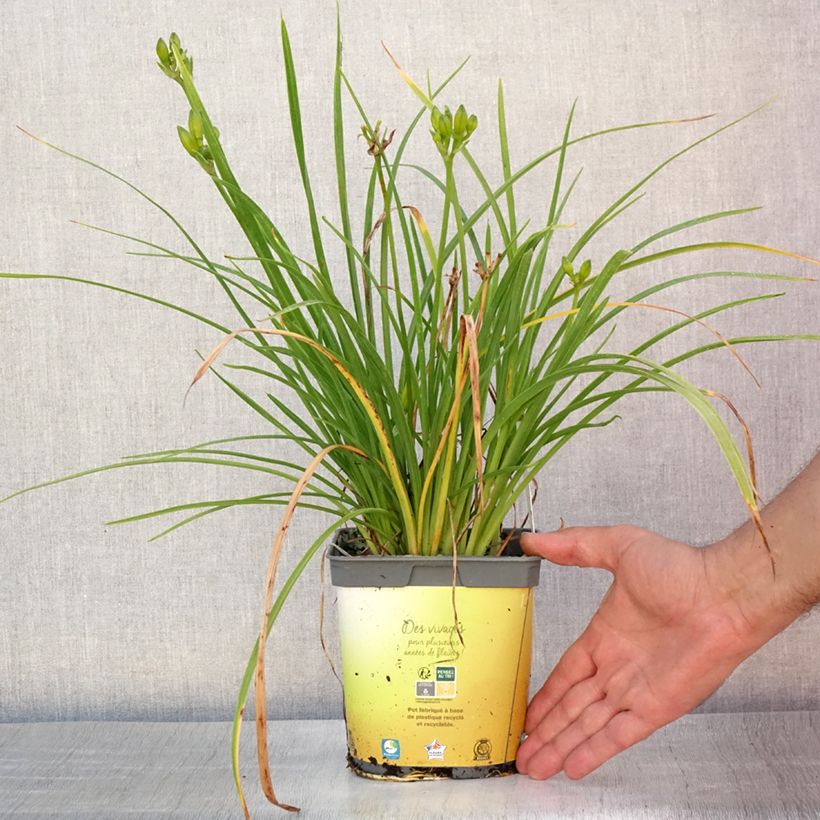 Amostra de Hemerocallis Stella de Oro Vaso de 2 L/3 L tal como entregue no verão