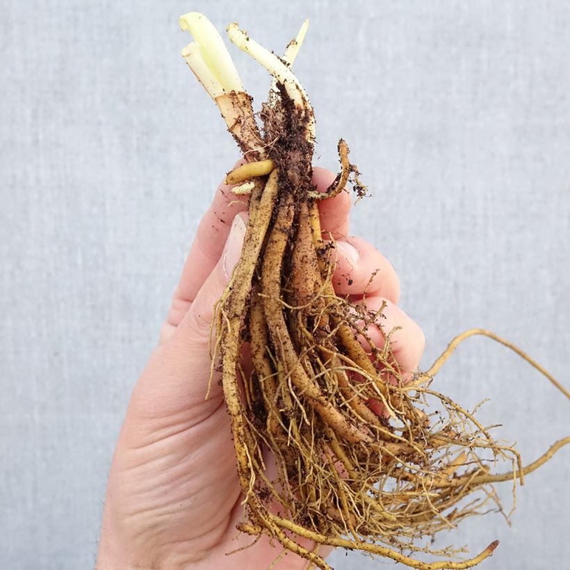 Amostra de Hemerocallis Stella de Oro Raízes nuas tal como entregue no inverno