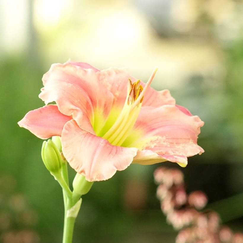 Hemerocallis Strawberry Candy (Floração)