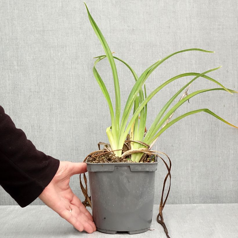 Amostra de Hemerocallis Strawberry Candy Vaso de 2 L/3 L tal como entregue no outono