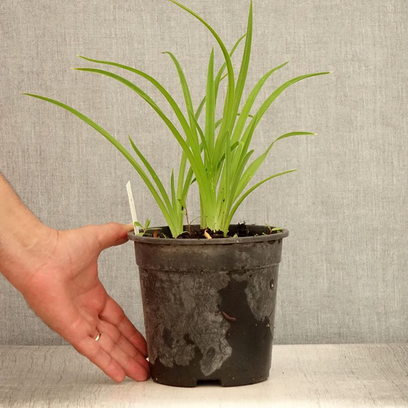 Amostra de Hemerocallis Strawberry Candy Vaso de 2 L/3 L tal como entregue no verão
