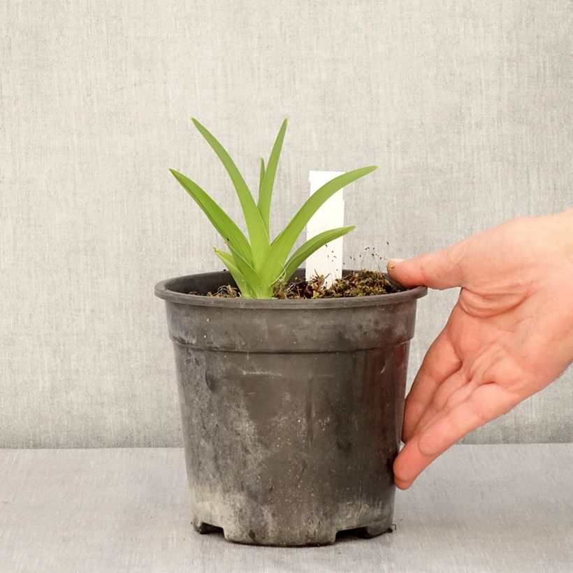 Amostra de Hemerocallis Strawberry Candy Vaso de 2 L/3 L tal como entregue na primavera