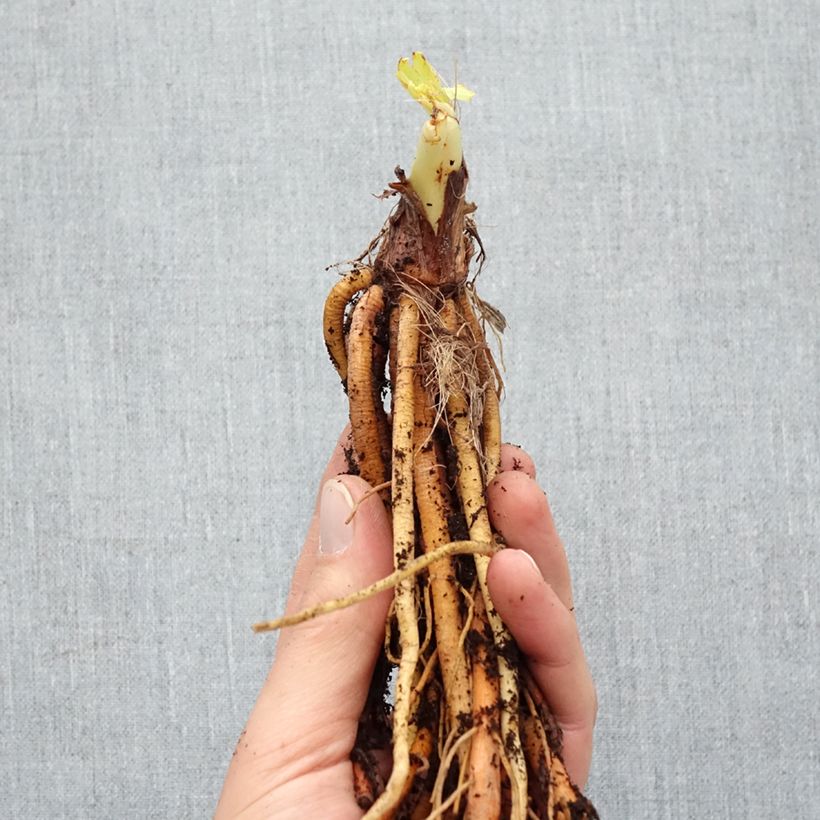 Amostra de Hemerocallis Strawberry Candy Raízes nuas tal como entregue no inverno