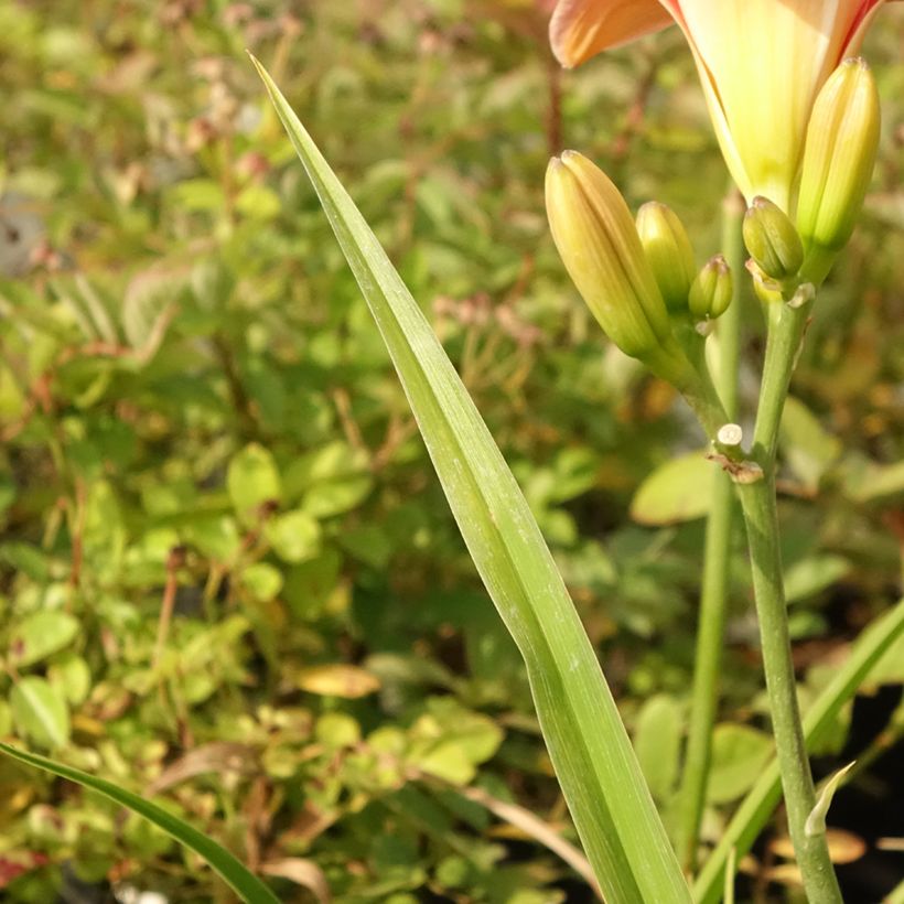 Hemerocallis Strawberry Swirl (Folhagem)
