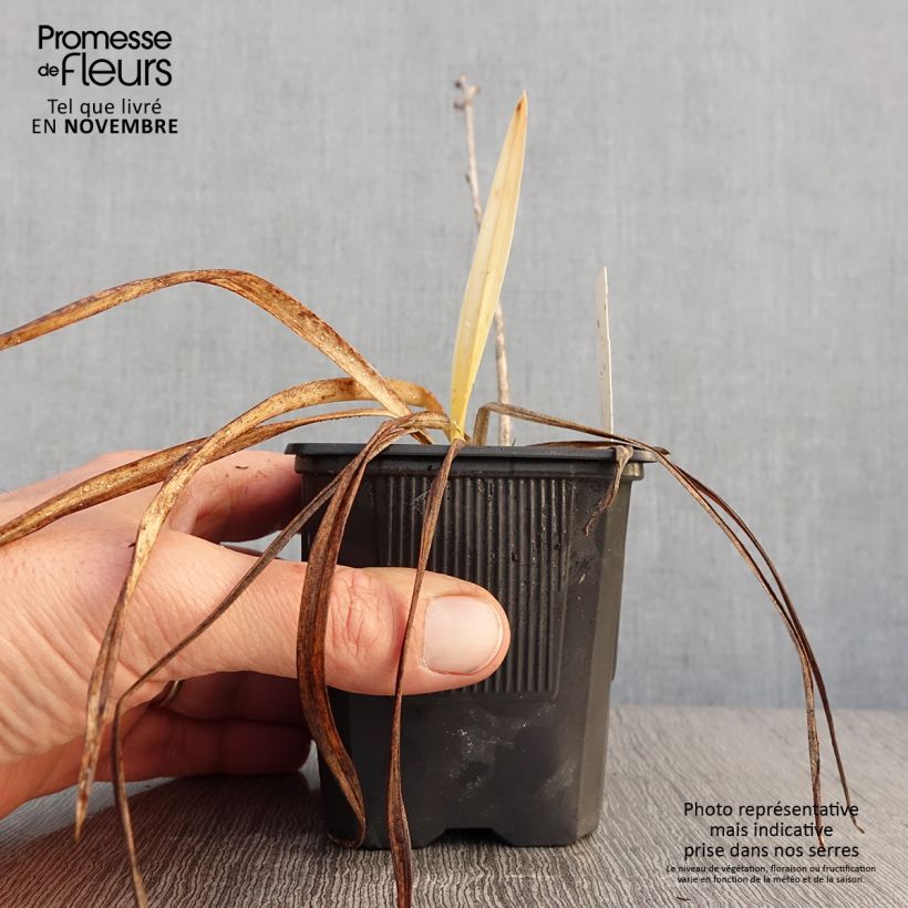 Amostra de Hemerocallis Sugar Candy Vaso de 8/9 cm tal como entregue no outono