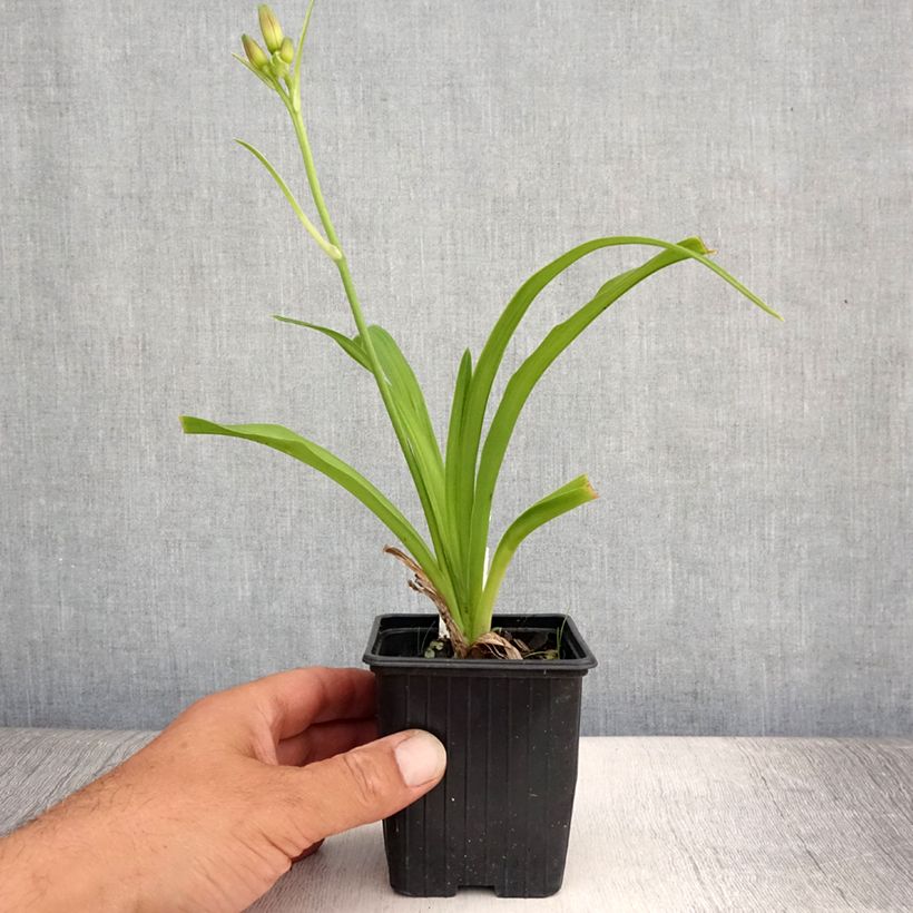 Amostra de Hemerocallis Sugar Candy Vaso de 8/9 cm tal como entregue no verão