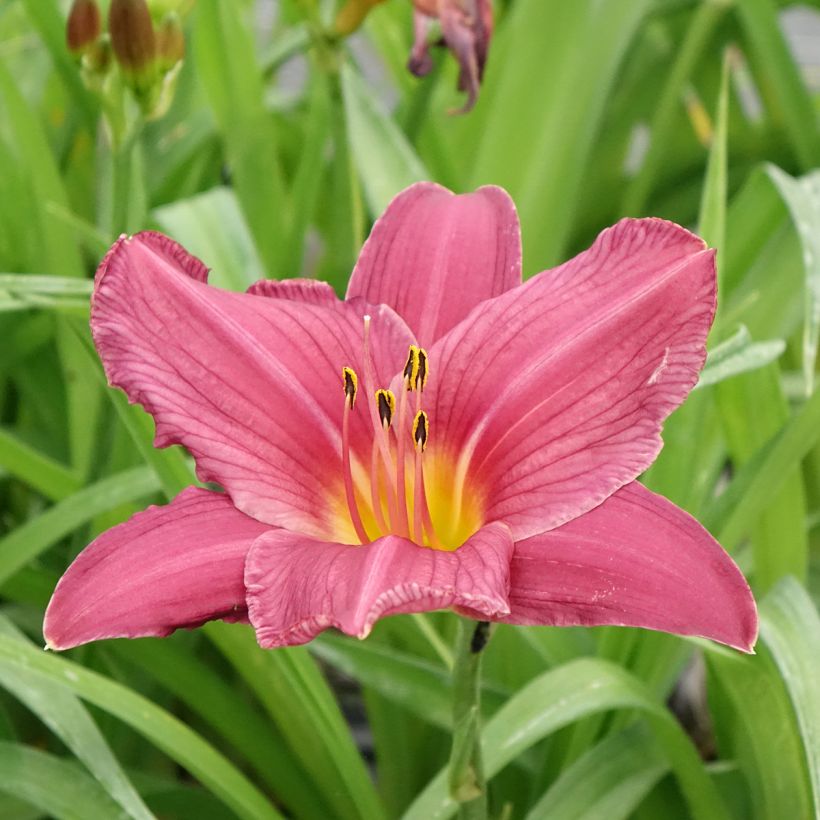 Hemerocallis Summer Wine (Floração)