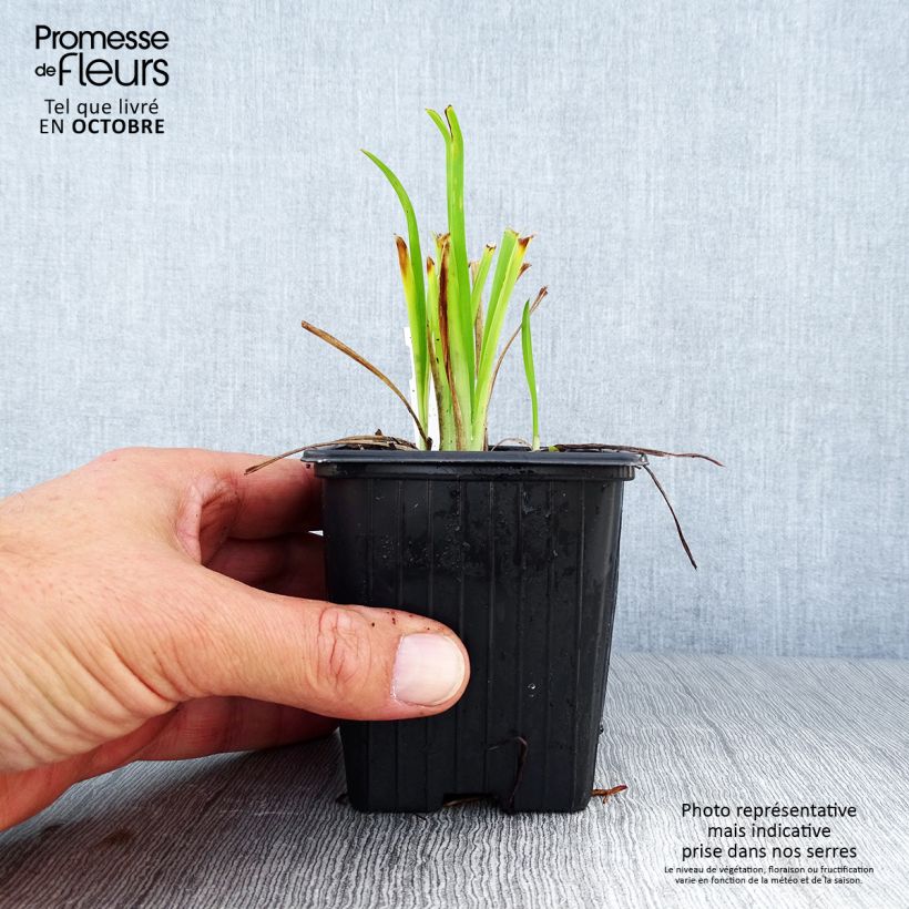 Amostra de Hemerocallis Thumbelina Vaso de 8/9 cm tal como entregue no outono