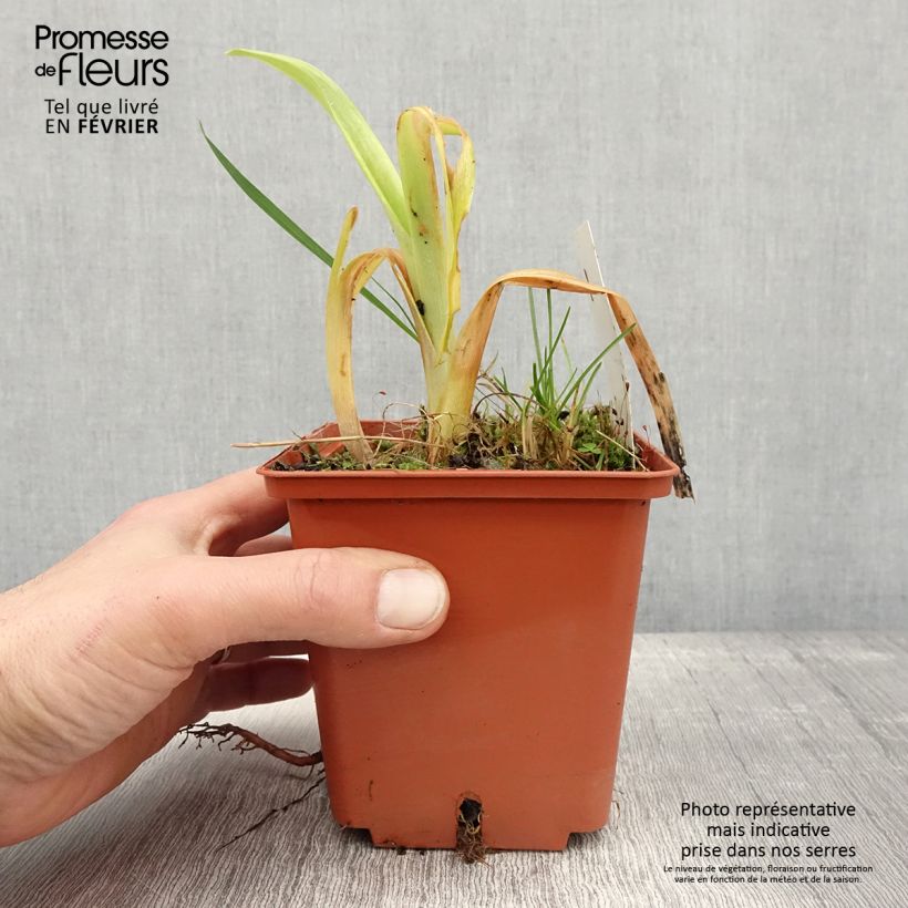 Amostra de Hémérocalle Veins of Truth - Lis d'un jour Pot de 1L/1,5L tal como entregue no inverno