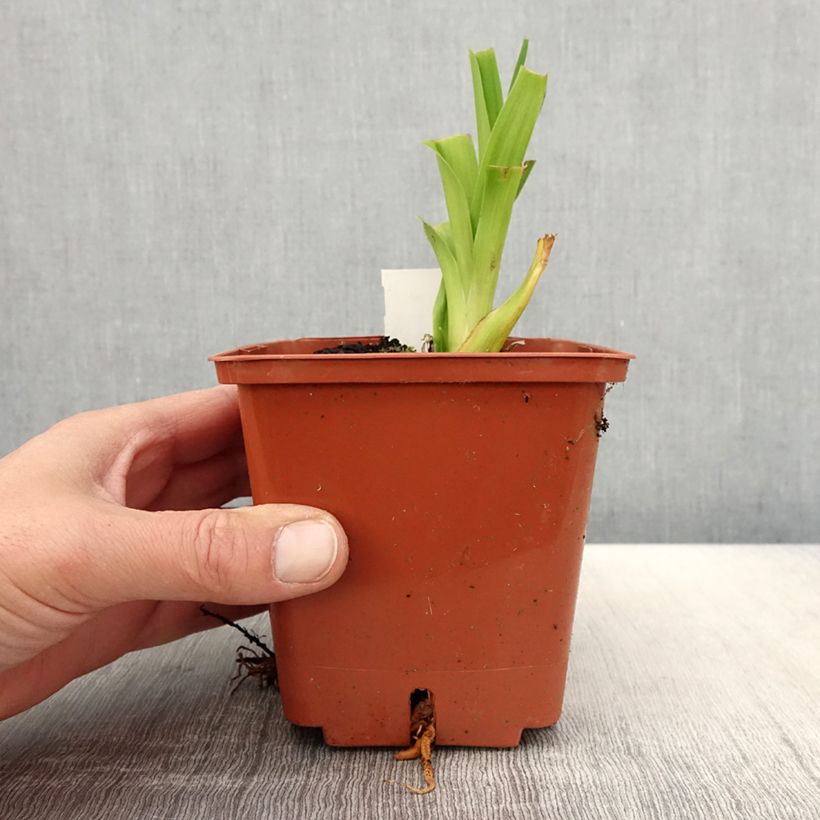 Amostra de Hemerocallis Veins of Truth Vaso de 1 L/1,5 L tal como entregue na primavera