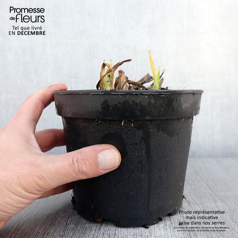 Amostra de Hémérocalle White Temptation - Lis d'un jour Pot de 2L/3L tal como entregue no outono