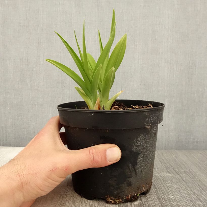 Amostra de Hemerocallis White Temptation Vaso de 2 L/3 L tal como entregue na primavera