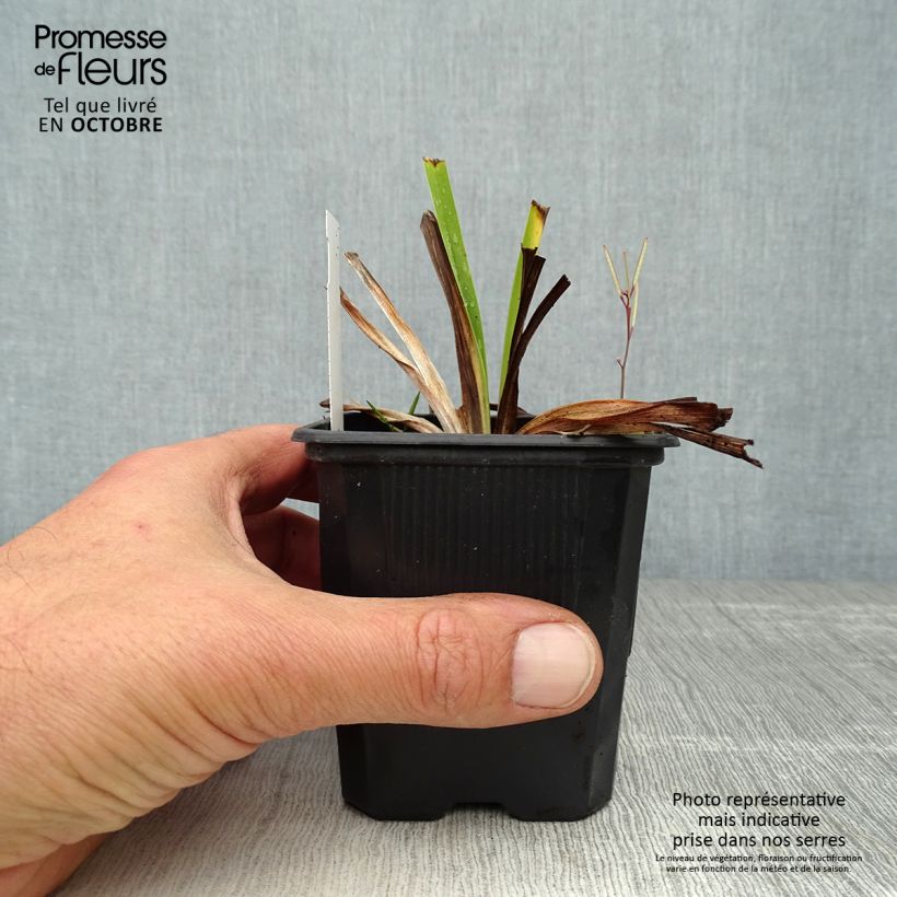 Amostra de Hemerocallis White Temptation Vaso de 8/9 cm tal como entregue no outono