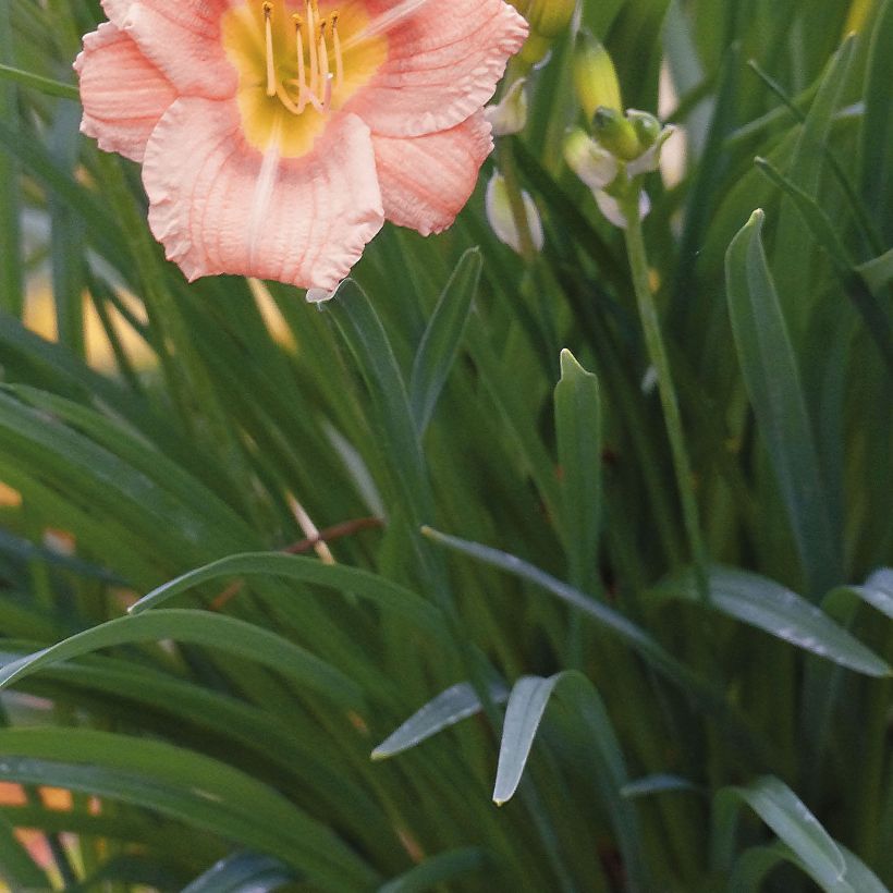 Hemerocallis Everydaylily Rosa (Folhagem)