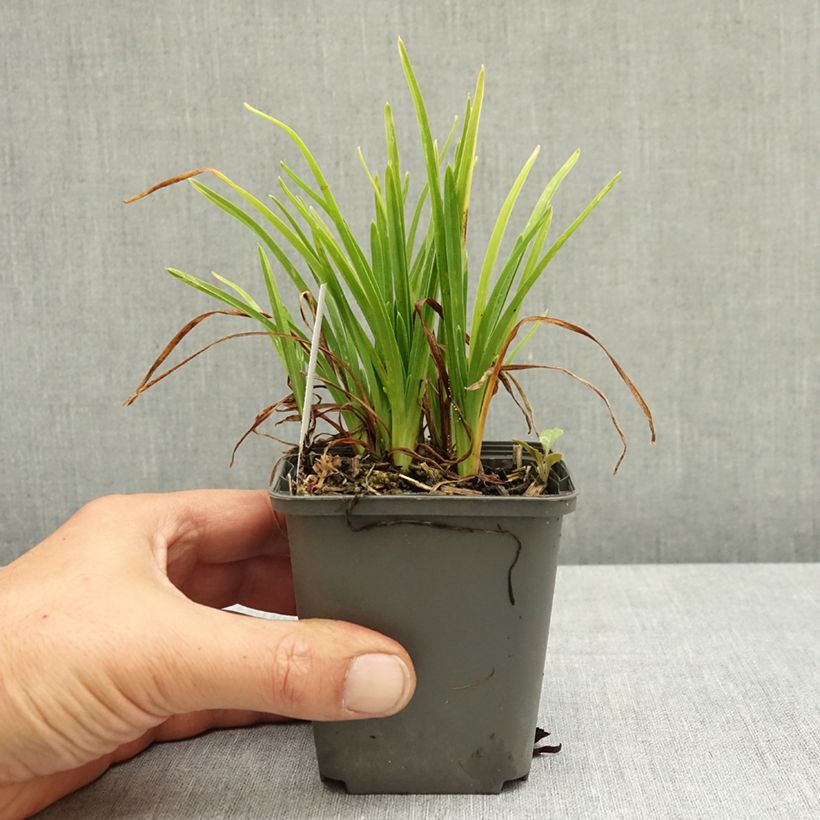 Amostra de Hemerocallis Everydaylily Rosa Vaso de 8/9 cm tal como entregue no verão