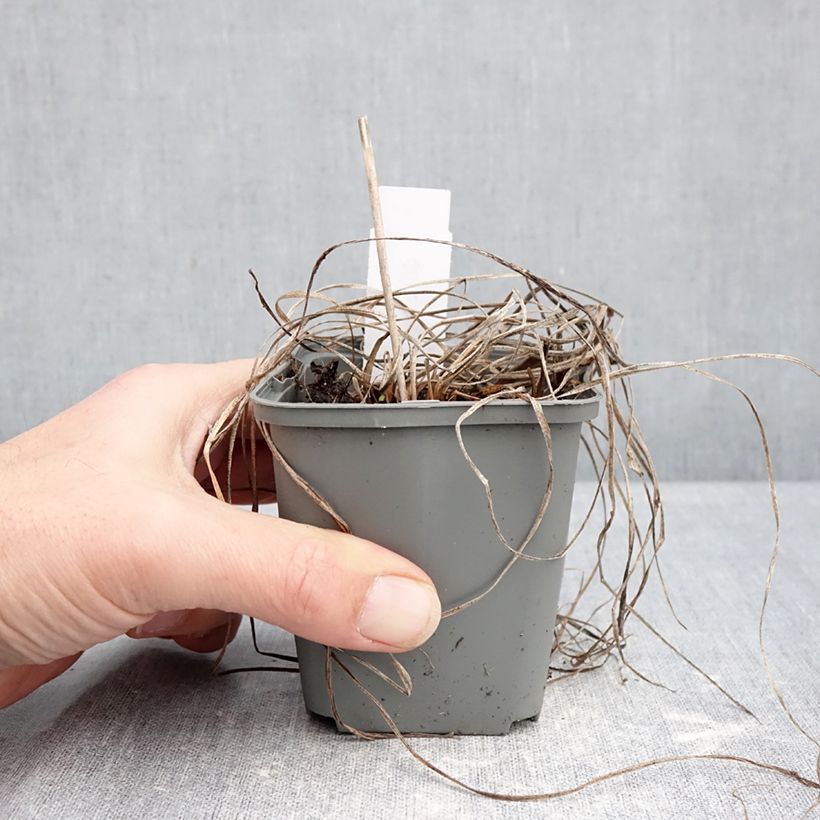 Amostra de Hemerocallis Everydaylily Rosa Vaso de 8/9 cm tal como entregue no inverno