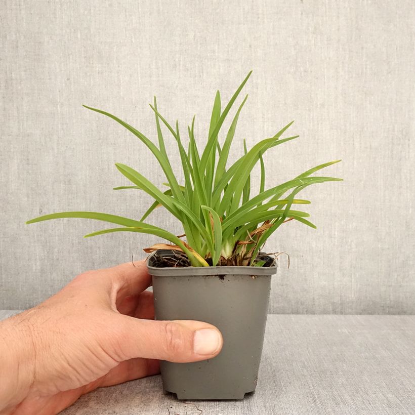 Amostra de Hemerocallis Everydaylily Rosa Vaso de 8/9 cm tal como entregue na primavera