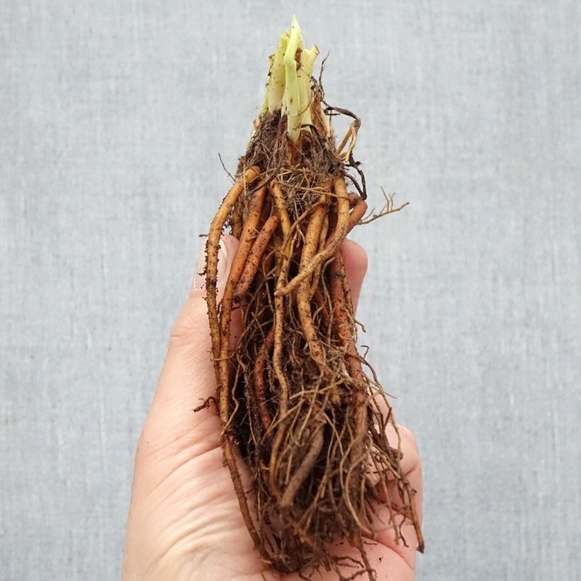 Amostra de Hemerocallis Everydaylily Rosa Raízes nuas tal como entregue no inverno