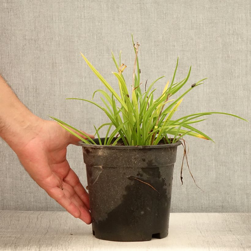 Amostra de Hemerocallis Everydaylily Rosa Vaso de 2 L/3 L tal como entregue no verão