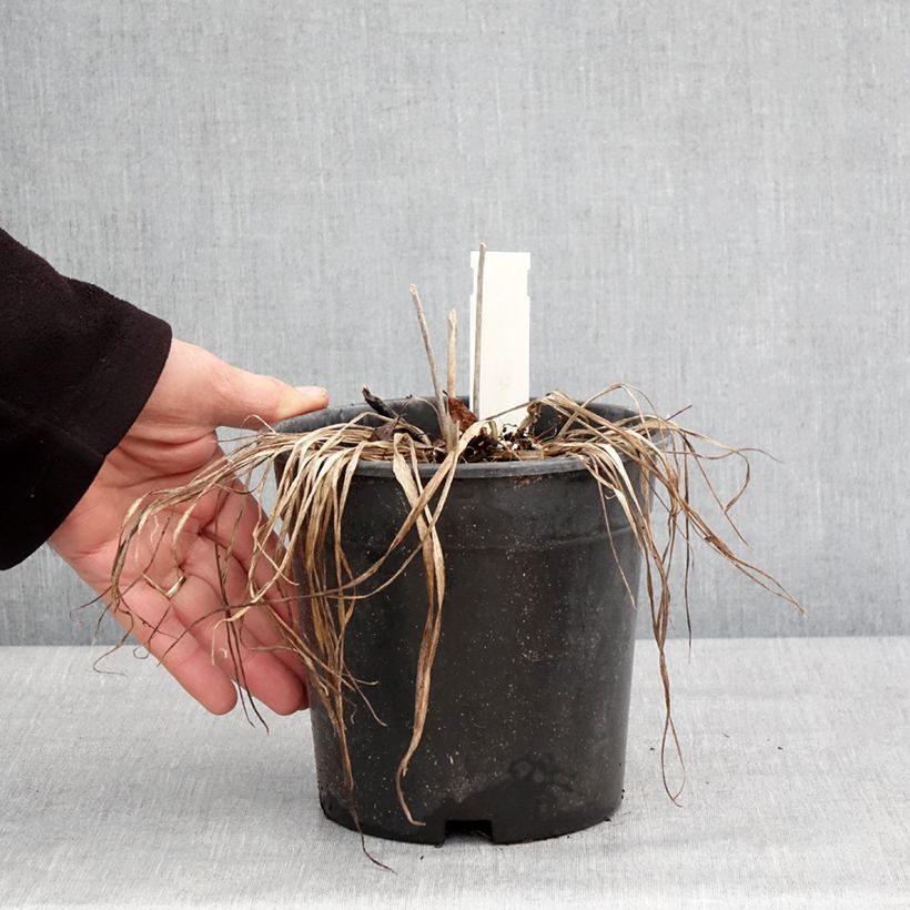 Amostra de Hemerocallis Everydaylily Rosa Vaso de 2 L/3 L tal como entregue no inverno