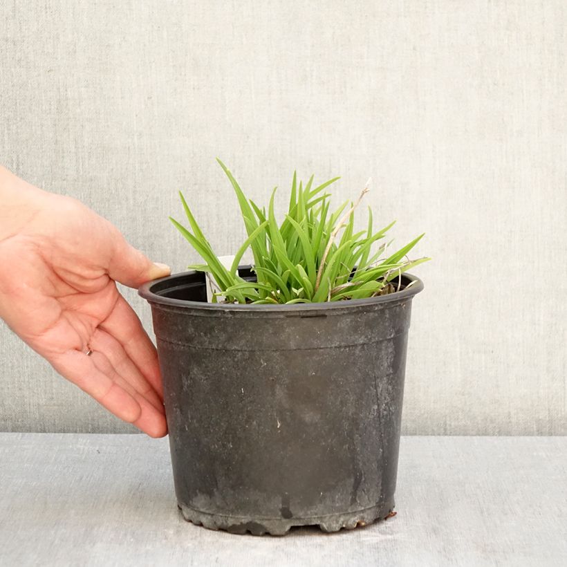 Amostra de Hemerocallis Everydaylily Rosa Vaso de 2 L/3 L tal como entregue na primavera
