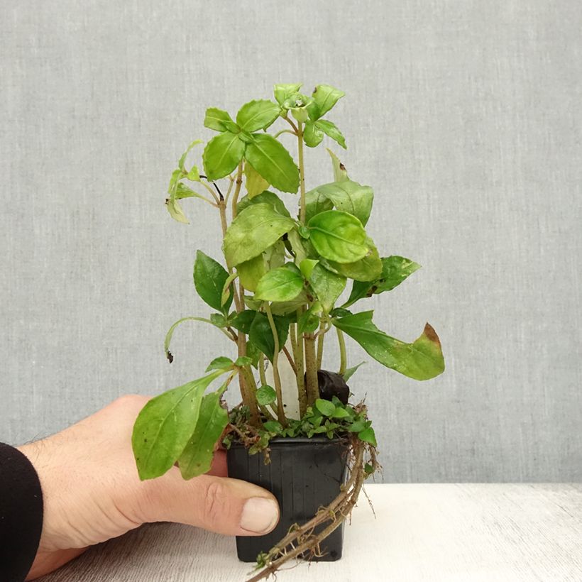 Amostra de Hemiboea subcapitata Vaso de 8/9 cm tal como entregue no outono