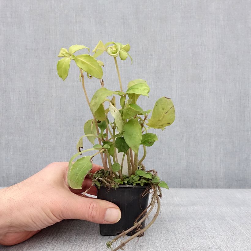 Amostra de Hemiboea subcapitata Godet de 8/9 cm tal como entregue no inverno