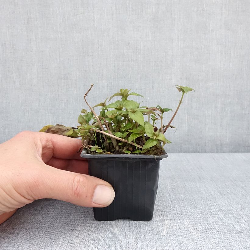 Amostra de Hemiboea subcapitata Vaso de 8/9 cm tal como entregue na primavera