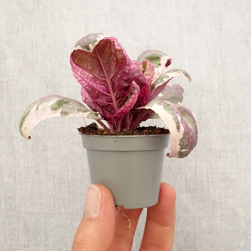 Amostra de Hemigraphis alternata Snow White Mini-plante tal como entregue na primavera