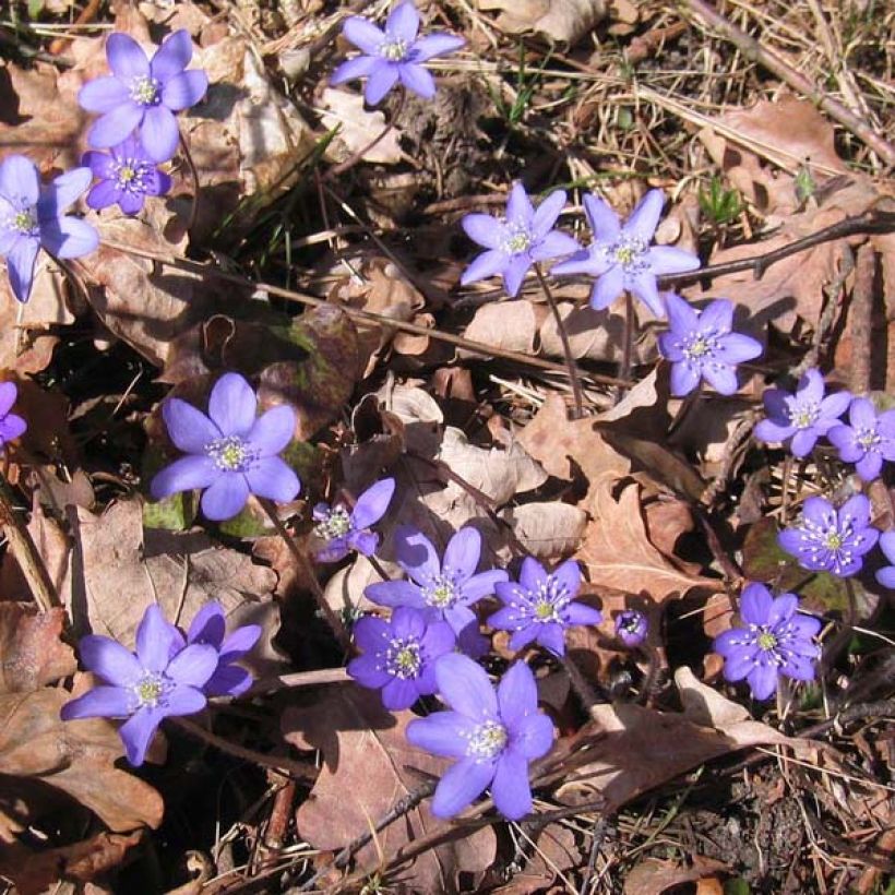 Hepatica nobilis (Hábito)