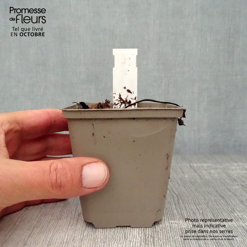 Amostra de Hepatica nobilis Vaso de 8/9 cm tal como entregue no outono