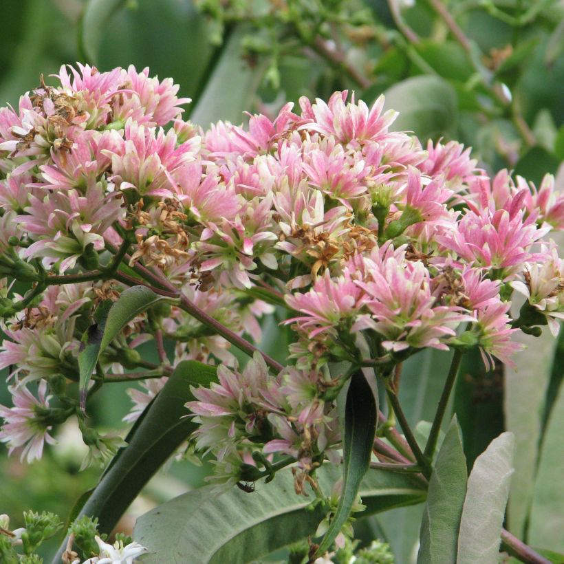 Heptacodium miconioides (Floração)