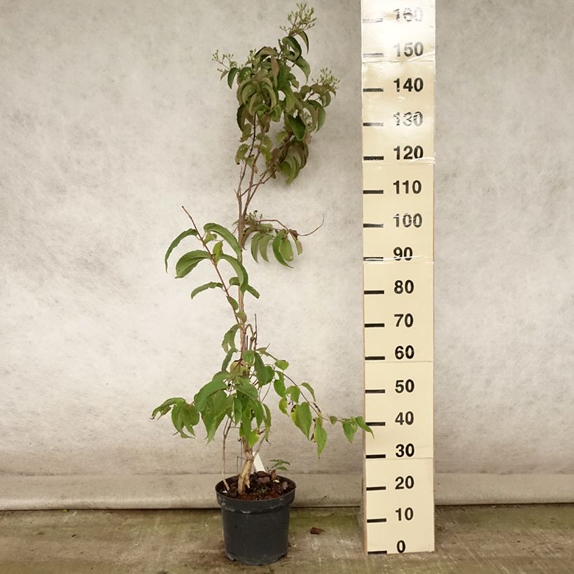 Amostra de Heptacodium miconioides Vaso de 7,5 L/10 L tal como entregue no verão