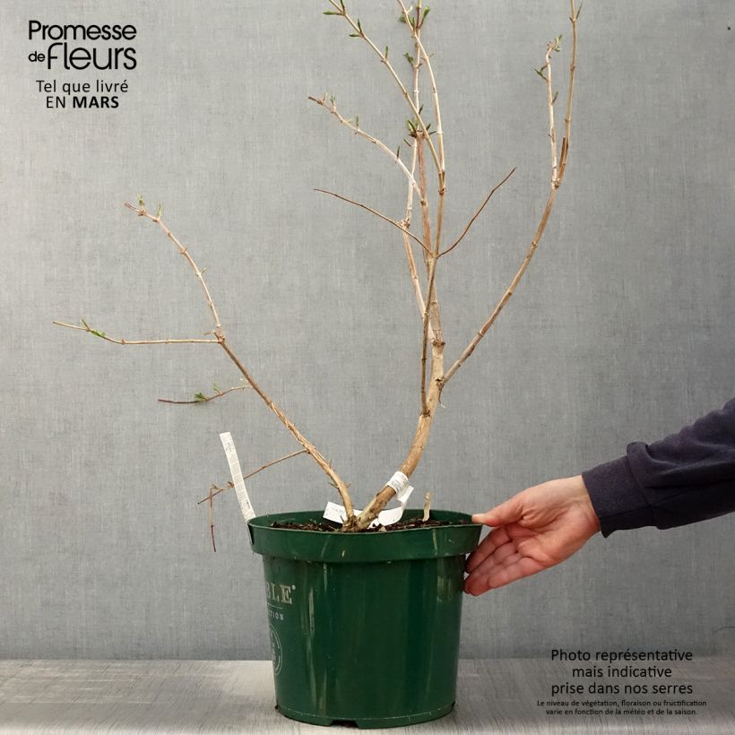 Amostra de Heptacodium miconioides Vaso de 7,5 L/10 L tal como entregue na primavera