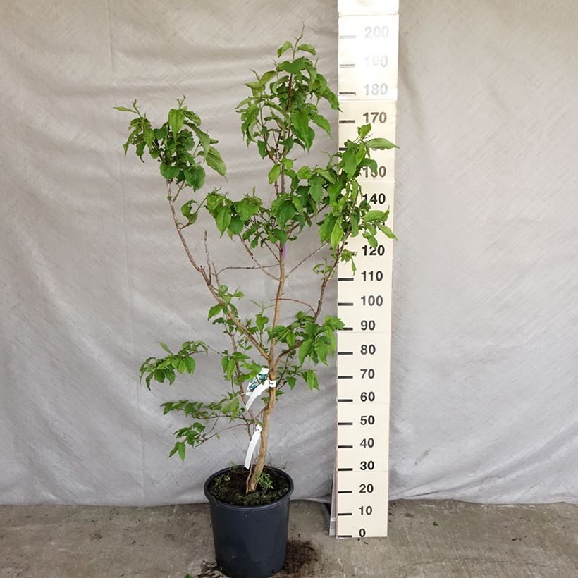 Amostra de Heptacodium miconioides Vaso de 20 L/25 L tal como entregue na primavera